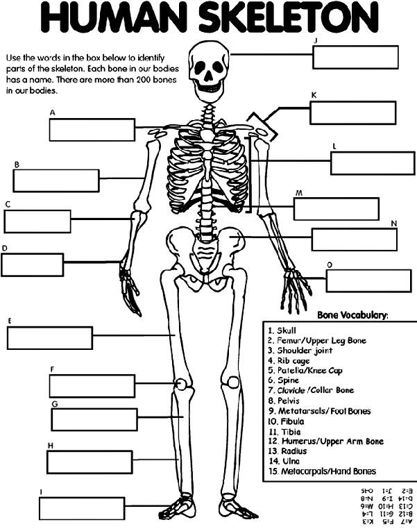Human Skeleton | crayola.com.au